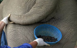 Cà phê "phân voi" đắt nhất thế giới