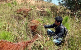 Tái diễn nạn chặt phá thông ba lá ở Đà Lạt