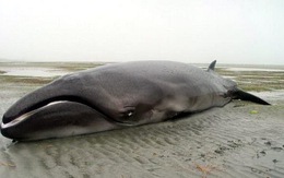 Tìm thấy họ hàng của cá voi đã tuyệt chủng