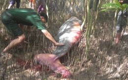 Bạc Liêu: thêm một con cá voi chết dạt vào rừng mắm