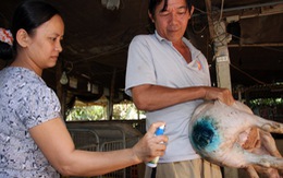 Làm rõ nguyên nhân "heo cắn đuôi nhau"