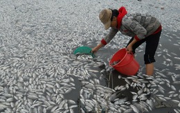 Vớt hơn 35 tấn cá chết trắng hồ Phú Hòa