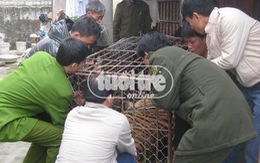 Bắt con hổ 200kg nuôi trái phép trong nhà dân