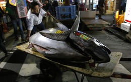 Con cá ngừ trị giá 1,8 triệu USD