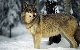 Nga: ban bố tình trạng khẩn cấp vì… sói