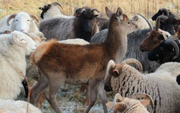 Chú nai con sống chung với bầy cừu