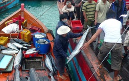 Lý Sơn: giá hải sản tươi sống tăng vọt
