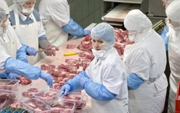 Phát hiện thịt ngựa trong sản phẩm bò của Nestle