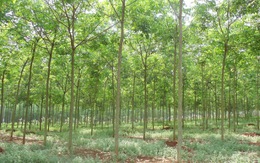 Tỉnh Bình Phước thu hồi 345ha đất rừng