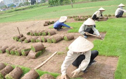 Lao động nữ ở làng trồng cỏ nhung Phú Diễn