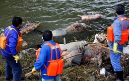 Trung Quốc điều tra hơn 3.000 xác heo thối trên sông
