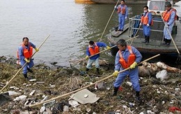 Trung Quốc: vớt thêm gần 3.000 heo chết trên sông