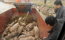 6.000 xác heo chết ngập sông Hoàng Phố