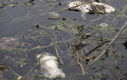 Thượng Hải phát hiện thêm 800 heo chết trên sông