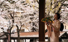Nhật: hoa anh đào nở sớm trước 10 ngày