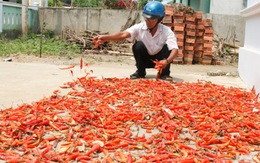 Ôm nợ với giống ớt Trung Quốc
