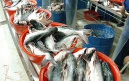 Thuế cá tra vào Mỹ tăng hơn 25 lần: Cơ hội tăng giá cá