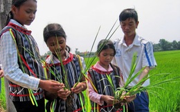 Dạy chữ, dạy cả trồng lúa