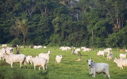 Siêu thị Brazil ngừng bán thịt gia súc từ rừng Amazon