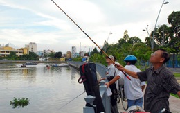 Tàn sát cá trên kênh Nhiêu Lộc