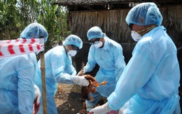 Phát hiện virút H7N9 ở chim bồ câu