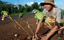 Đi tìm "cánh chim kơtia"