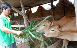 Làm giàu trên vùng đất cằn cỗi