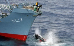 Úc kiện Nhật ra tòa Liên Hiệp Quốc vụ săn cá voi