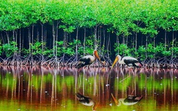 Vườn quốc gia Mũi Cà Mau trở thành khu Ramsar thứ 5 VN
