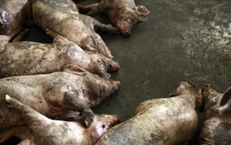 Hàng trăm chó, heo ở Trung Quốc chết bí hiểm