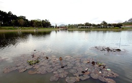 Thả cá mè, trồng bông súng ở hồ Xuân Hương