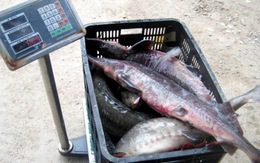 Bắt quả tang gần 1,9 tấn cá tầm Trung Quốc nhập lậu