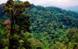 Tiểu vùng sông Mekong: 40 năm, mất 40 triệu ha rừng