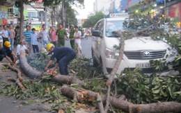 Nhánh cây lớn rơi giữa đường, một người bị thương