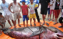 Cá voi 300 kg dạt vào biển Hà Tĩnh