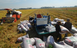 Chương trình tạm trữ lúa gạo: Sẽ giao lại các địa phương?