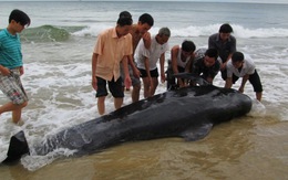 Cá voi nặng nửa tấn dạt vào biển Quảng Bình