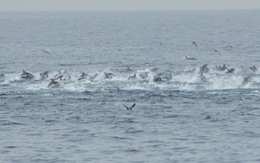 Xem video hơn 500 cá heo "chạy trốn" cá voi sát thủ