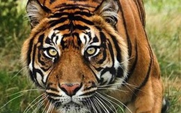 Virus của chó nhà đe dọa hổ châu Á