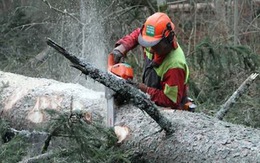Treo điện thoại lên cây để chống phá rừng!
