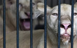 Thái Lan bắt 14 con sư tử trắng ở thủ đô