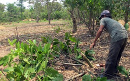 Nông dân chặt bỏ vườn cacao