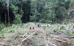 Nam Trường Sơn mất gần 30 ngàn ha rừng mỗi năm
