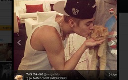 Mèo nổi tiếng thế giới trên Twitter nhờ Justin Bieber