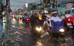 Mưa lớn, cá trê tràn lên xa lộ Hà Nội