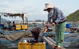 Dầu tràn trên biển, cá chết hàng loạt