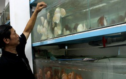 Nhân rộng mô hình nuôi cá cảnh sạch