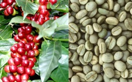 Bloomberg: sản lượng cà phê Việt cao thứ 2 trong lịch sử