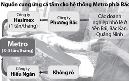 Chưa rõ nguồn gốc cá tầm ở Metro