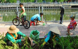 Hương nguyệt quế bên dòng kênh hồi sinh